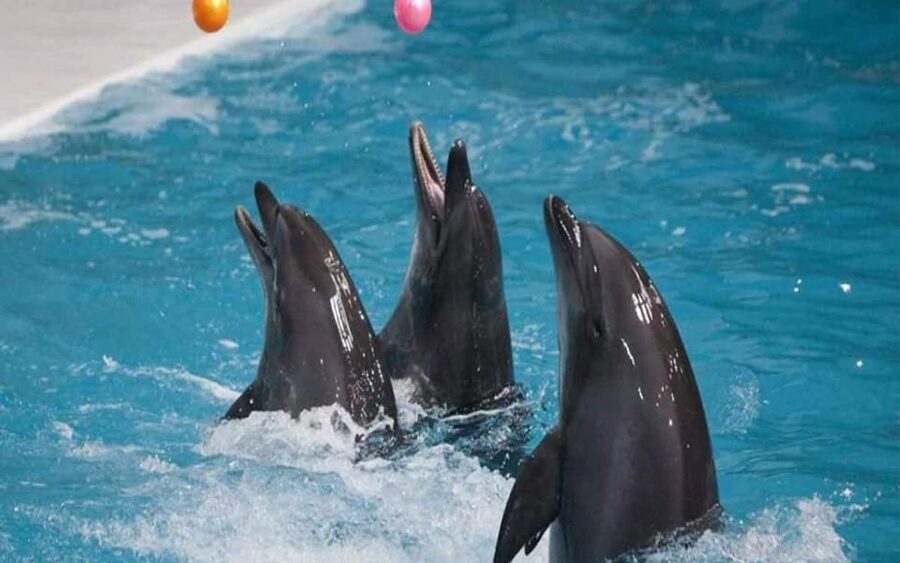 From Belek: Dolphin Show with Transfers - Making a Short Dolphin Outing Feel Like a Win