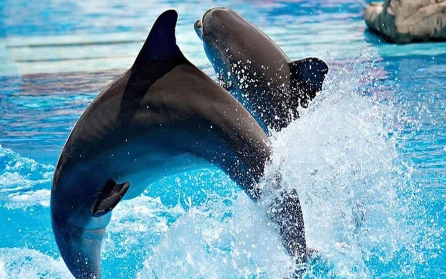 From Belek: Dolphin Show with Transfers - FAQ