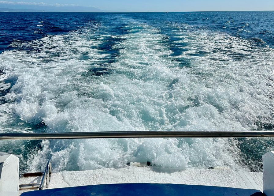 From Benalmádena & Torremolinos: Dolphin Watch Boat Trip - Stop-by-stop: how the 1.5 hours plays out