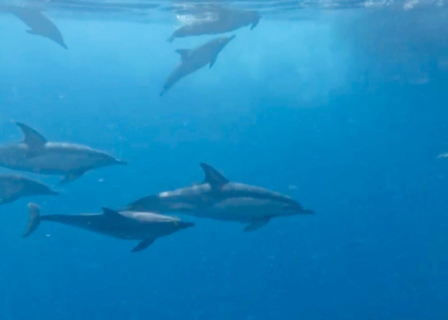 From Benalmádena & Torremolinos: Dolphin Watch Boat Trip - Price and value: is $42 a fair deal?