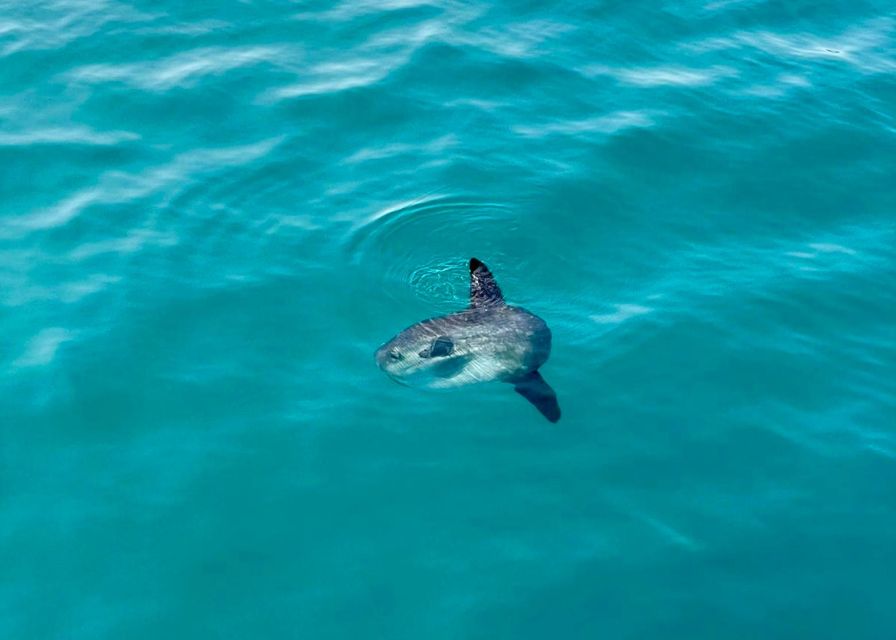 From Benalmádena & Torremolinos: Dolphin Watch Boat Trip - What to bring (and what to skip)