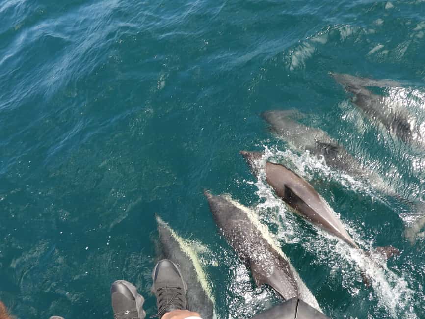 From Cádiz Bay: Tarifa Dolphin Watching Tour - Cádiz Bay Pickup to Tarifa: How the Day Starts