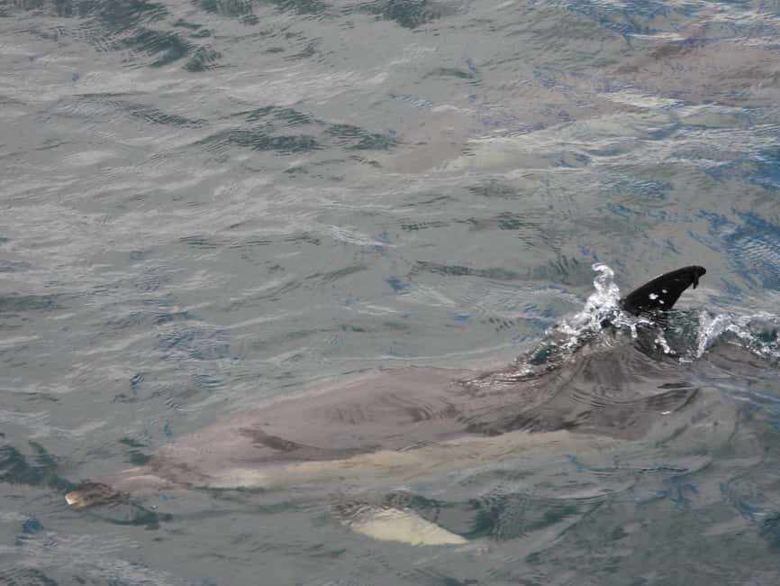 From Cádiz Bay: Tarifa Dolphin Watching Tour - Price and Value: Is $104 Worth a 6-Hour Dolphin Day?
