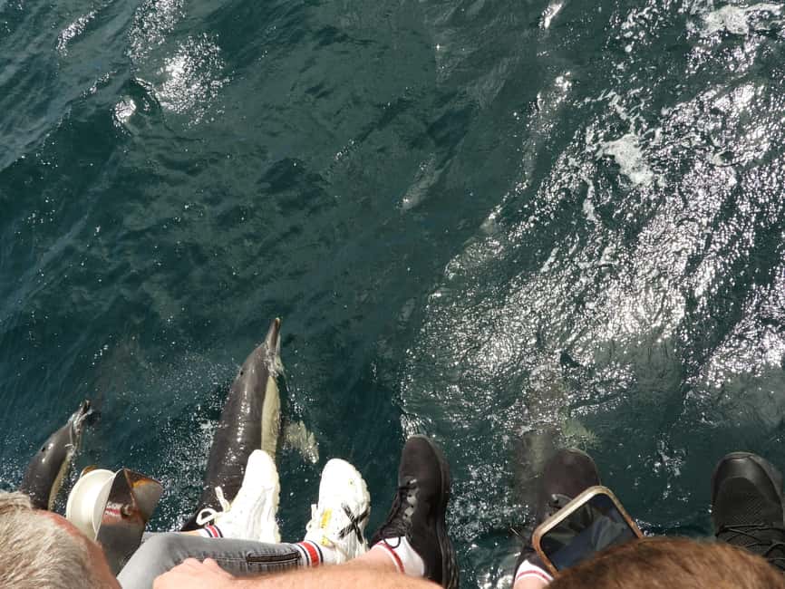 From Cádiz Bay: Tarifa Dolphin Watching Tour - Who Should Book This Tour (And Who Might Feel It’s Not for Them)