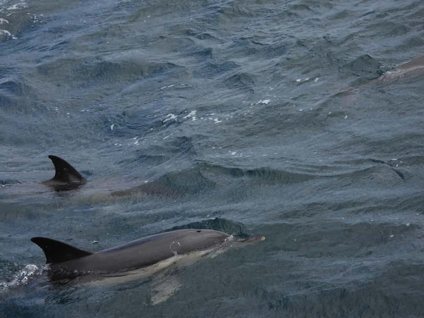 From Cádiz Bay: Tarifa Dolphin Watching Tour - FAQ