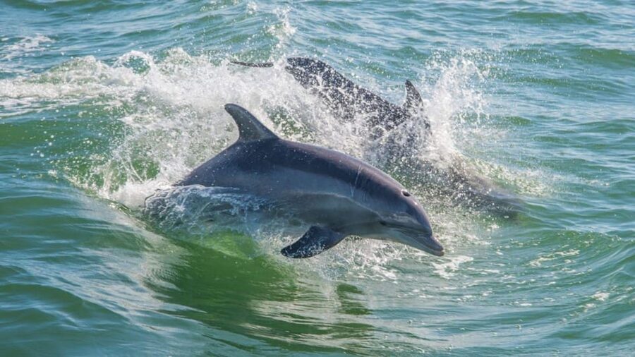 From Cagliari: sunset dolphin watching tour - The Boat Details That Actually Matter at Sea