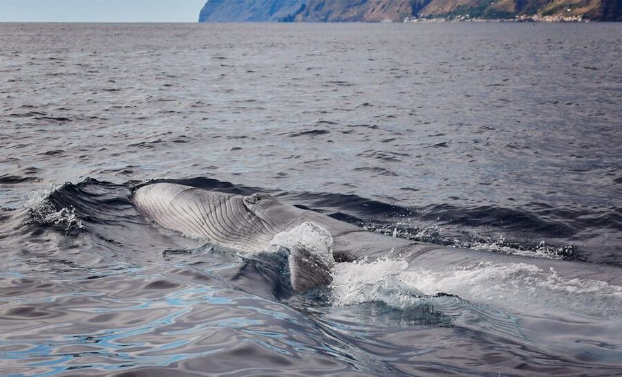 From Calheta: Madeira Whale and Dolphin Watching Boat Tour - Key highlights you’ll feel fast