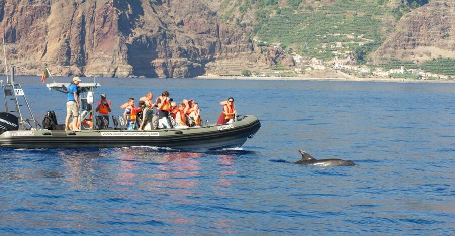 From Calheta: Madeira Whale and Dolphin Watching Boat Tour - Madeira Whale and Dolphin Watching from Calheta: the real value in 2 hours