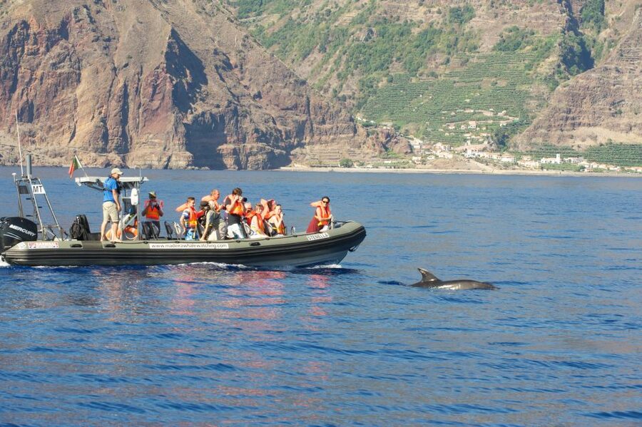 From Calheta: Madeira Whale and Dolphin Watching Boat Tour - Boarding a modern speedboat: what the ride feels like
