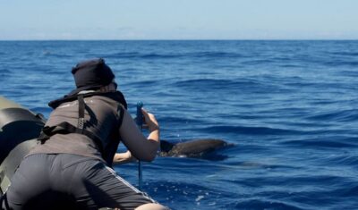 From Calheta: Madeira Whale and Dolphin Watching Boat Tour - Where you start in Calheta: the marina between two easy restaurant landmarks