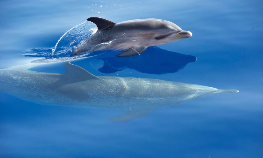 From Calheta: Madeira Whale and Dolphin Watching Boat Tour - The wildlife-friendly approach: how the crew helps you see without harassing