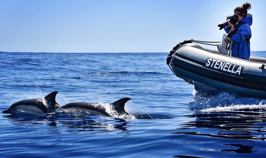From Calheta: Madeira Whale and Dolphin Watching Boat Tour - What you’re actually searching for offshore (and what else you might see)