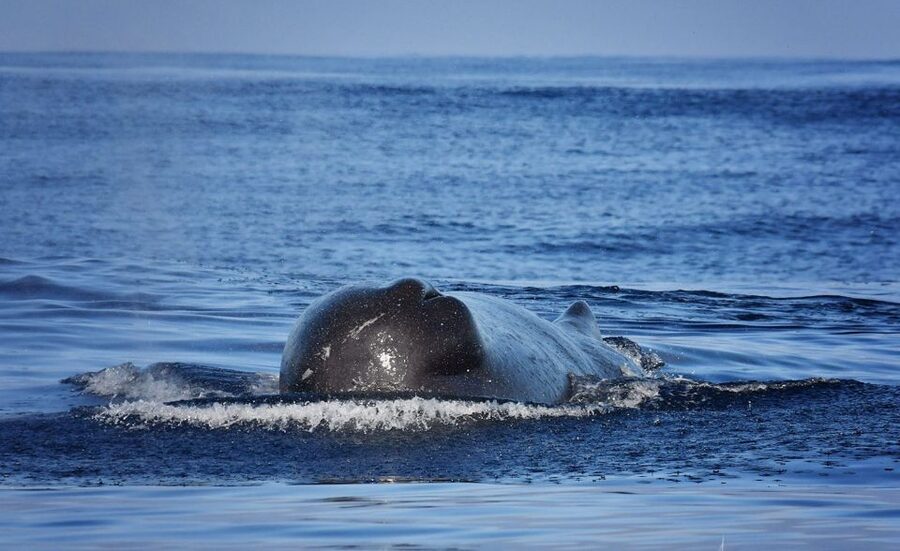 From Calheta: Madeira Whale and Dolphin Watching Boat Tour - Guides and captains: why the crew makes or breaks the experience