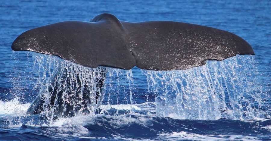 From Calheta: Whale and Dolphin Watching RIB Boat Tour - Key Highlights You’ll Care About