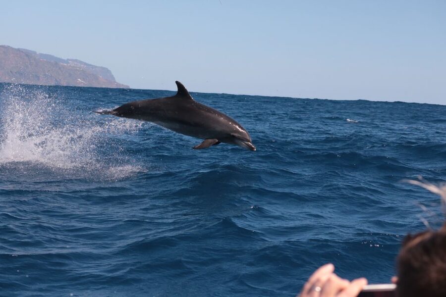 From Calheta: Whale and Dolphin Watching RIB Boat Tour - Should You Book This RIB Whale and Dolphin Watching in Madeira?
