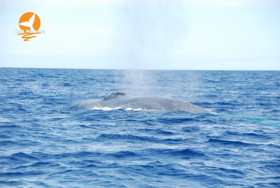 From Calheta: Whale and Dolphin Watching RIB Boat Tour - From Calheta Marina to Open Atlantic: How the RIB Hunt Works