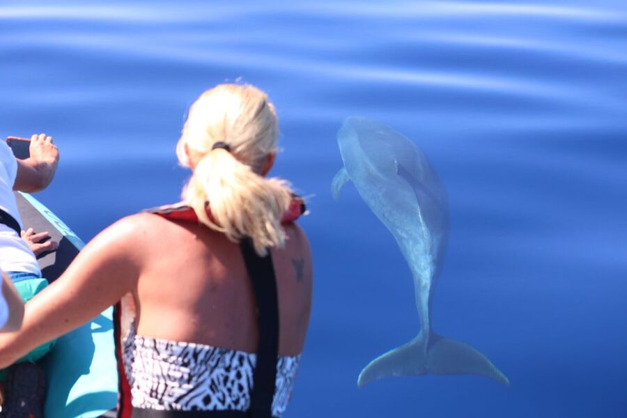 From Calheta: Whale and Dolphin Watching RIB Boat Tour - Your 2-Hour Timeline on the Water: What Each Part Feels Like
