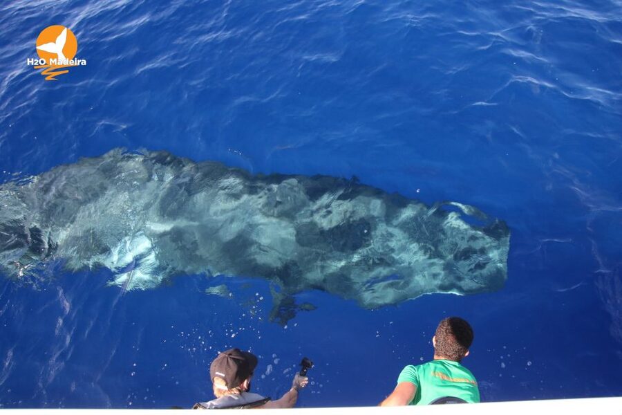 From Calheta: Whale and Dolphin Watching RIB Boat Tour - Crew, Spotter, and Boat Style: Why This Trip Often Feels Worth It