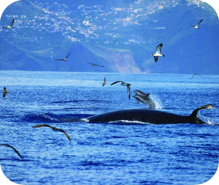 From Calheta: Whale and Dolphin Watching RIB Boat Tour - What to Bring on Board (and What You’ll Have to Leave Behind)