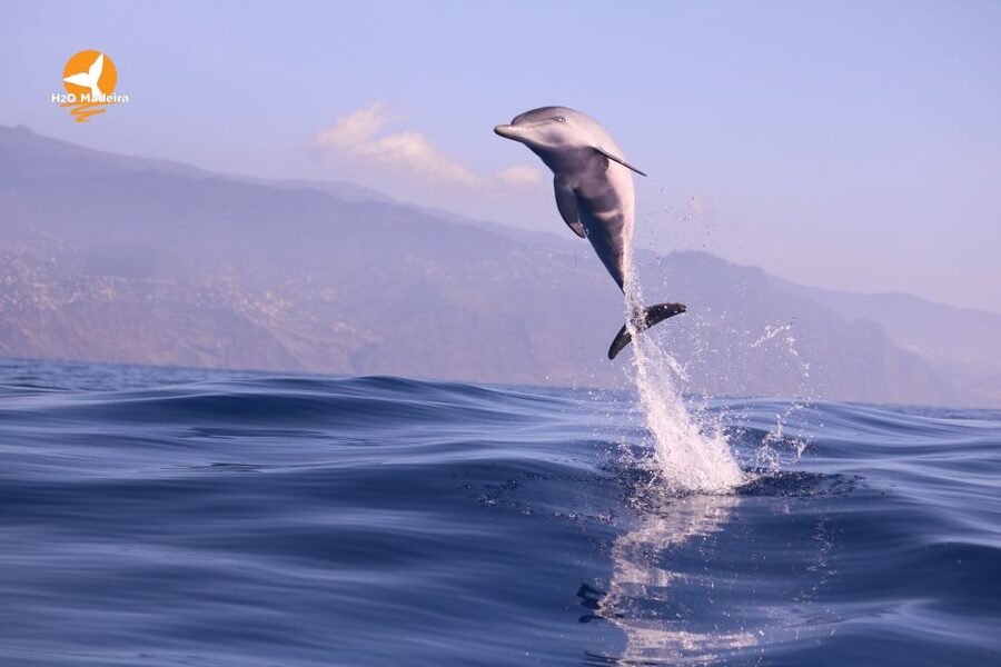 From Calheta: Whale and Dolphin Watching RIB Boat Tour - Who This Calheta Whale and Dolphin Watching Tour Is Best For