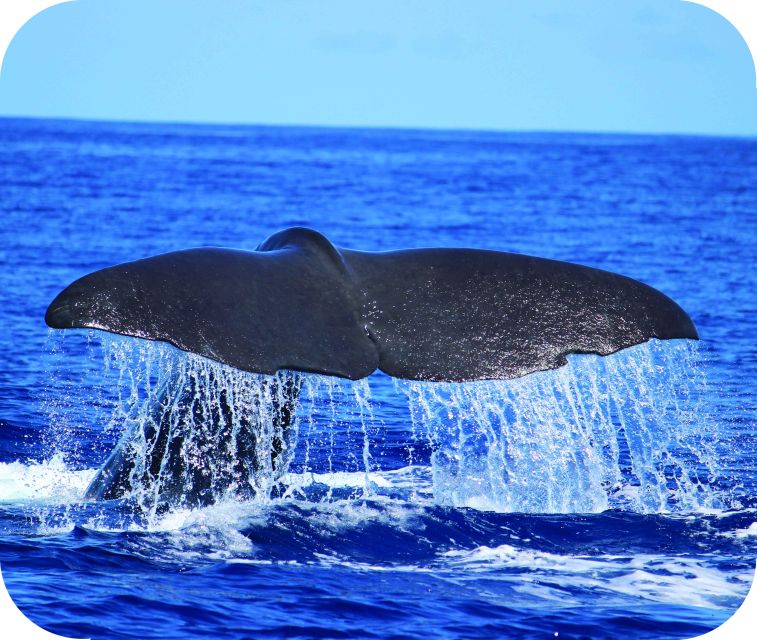 From Calheta: Whale and Dolphin Watching RIB Boat Tour - What You’ll See in Madeira Waters: Whales, Dolphins, and the Nice Surprises