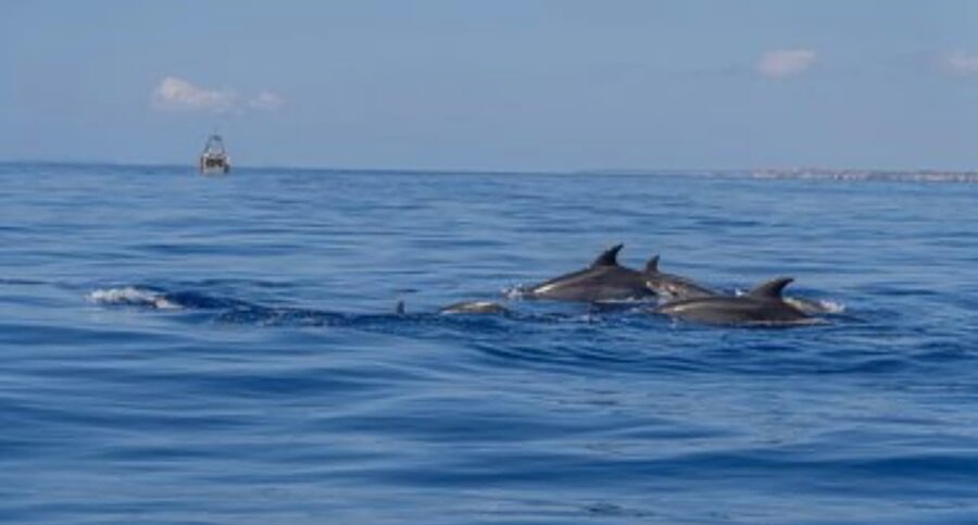 From Can Picafort: Dolphin Watching and Cave Boat Trip - Es Coll Baix Swim Stop: The Main Water Moment