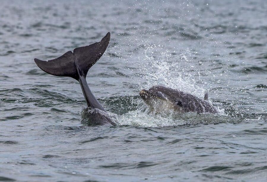 From Can Picafort: Dolphin Watching and Cave Boat Trip - Price and Value: Why $82 Can Feel Fair