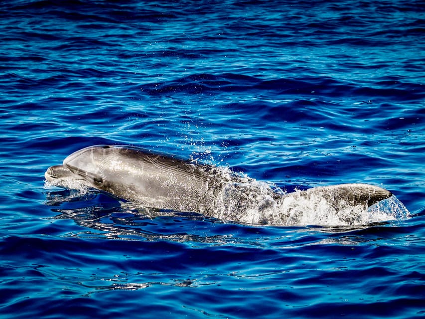 From Can Picafort: Dolphin Watching and Cave Boat Trip - Timing and Weather: The Part That Really Changes the Trip