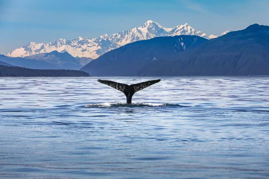From Christchurch: Kaikōura Day Tour With Dolphin Encounter - Kaikōura’s big appeal: mountains, Pacific, and a town with a comeback story