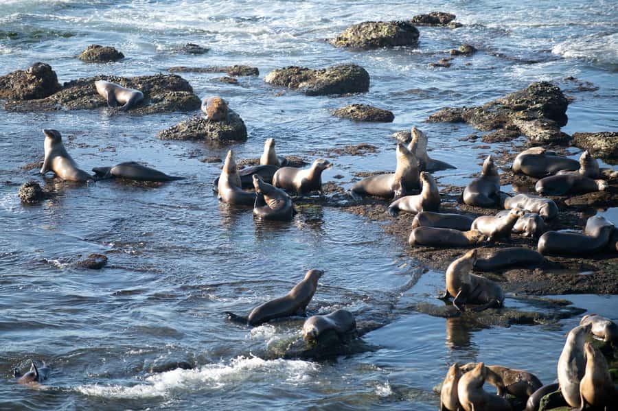 From Christchurch: Kaikōura Day Tour With Dolphin Encounter - The Dolphin Encounter Kaikōura: the main event, run by professionals