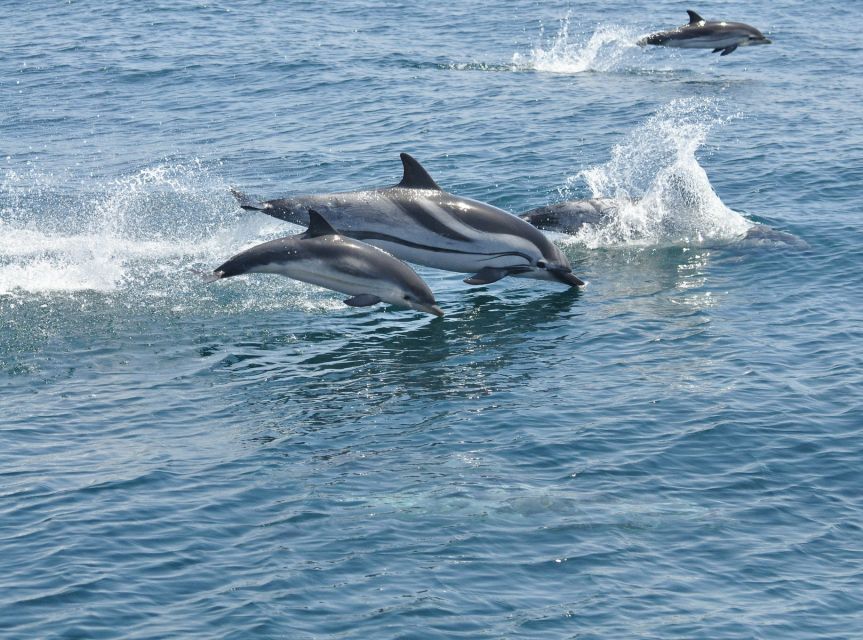 From Costa del Sol: Gibraltar Dolphin Watching by Boat - The dolphin boat: what you’re really paying for