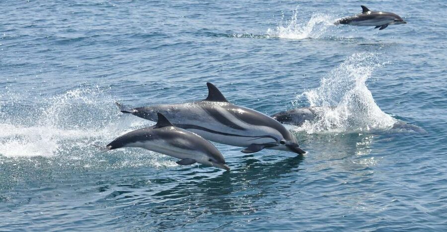 From Costa del Sol: Gibraltar Dolphin Watching by Boat - If the boat runs long, here’s what happens next