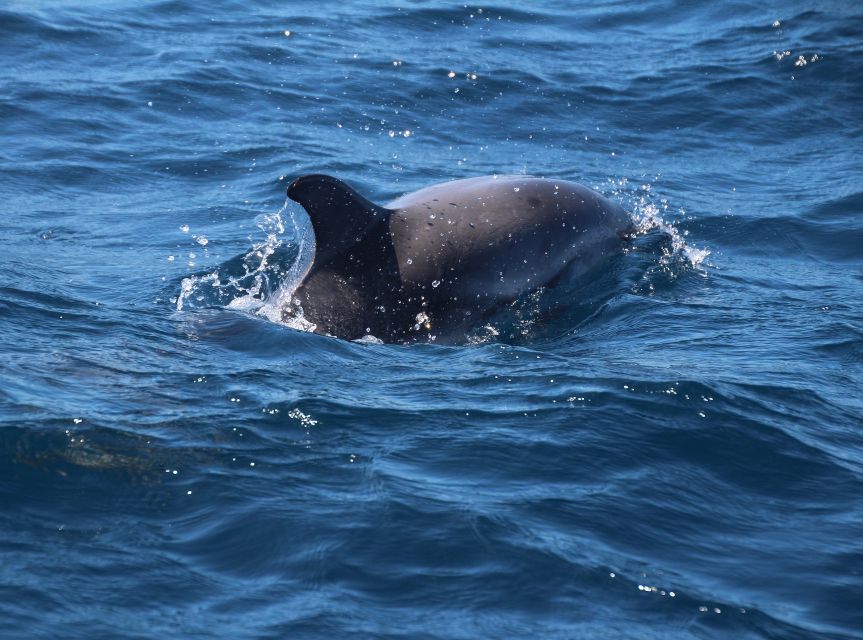 From Costa del Sol: Gibraltar Dolphin Watching by Boat - Food and what the day does (and doesn’t) include