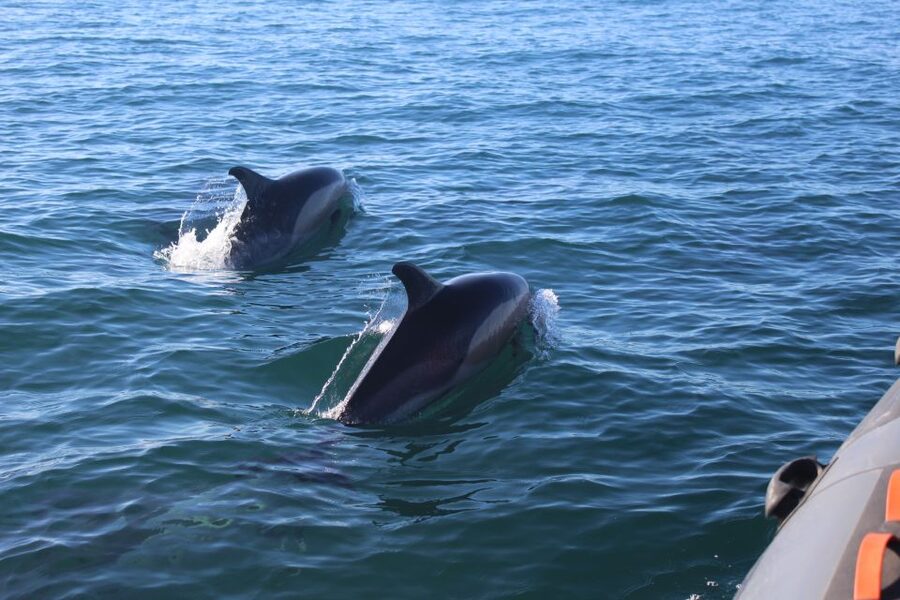From Faro: Dolphin Watching & 2 Islands Tour - Weather Reality: How to Go in Without Getting Burned