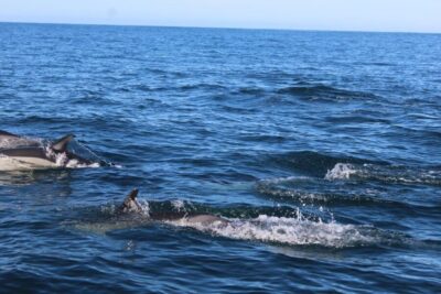 From Faro: Dolphin Watching & 2 Islands Tour - The 4-Hour Timeline: What Happens From First Pier to Last Return