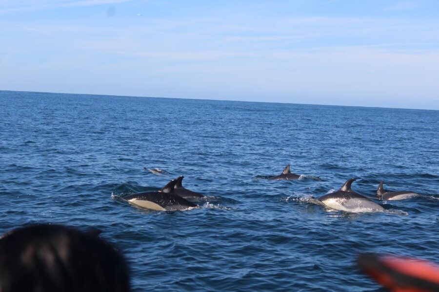 From Faro: Dolphin Watching & 2 Islands Tour - The Boat, Skipper, and the Way the Guide Changes Everything
