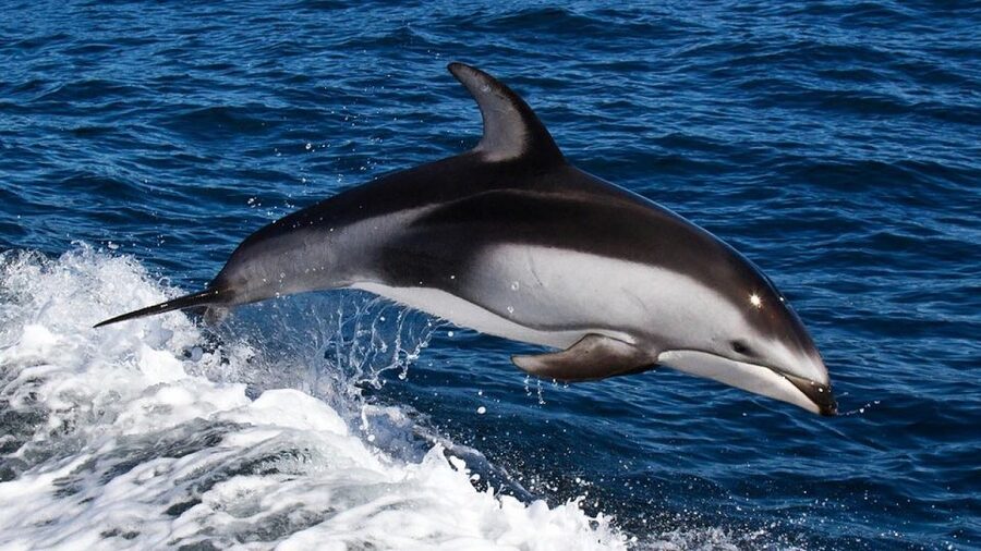 From Faro: Dolphin Watching & 2 Islands Tour - Price and Value: Is $70 a Good Deal?