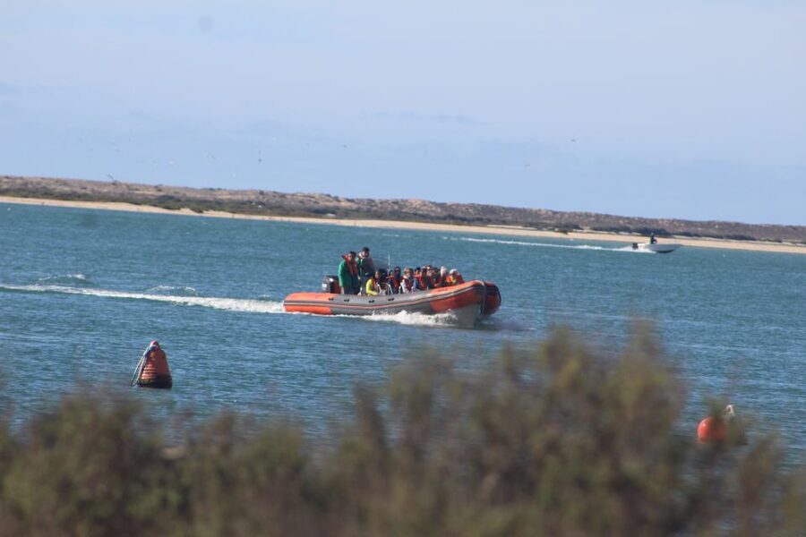From Faro: Wildlife and Dolphin-Watching Speedboat Tour - Key Things That Make This Dolphin Cruise Worth Your Time