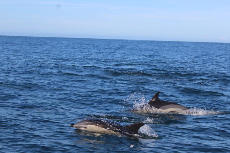 From Faro: Wildlife and Dolphin-Watching Speedboat Tour - The First Boat Leg: Ria Formosa Natural Park Views and Wildlife Time