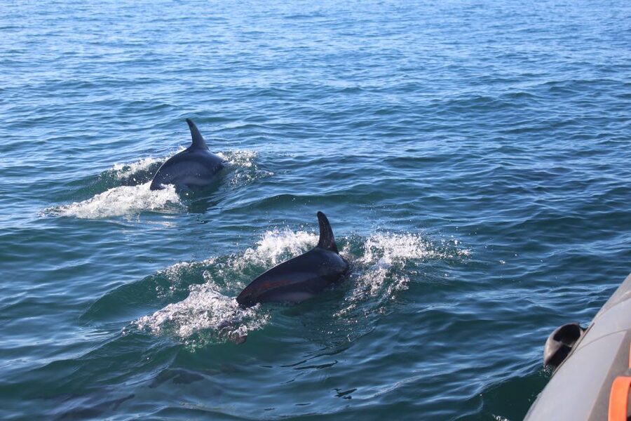From Faro: Wildlife and Dolphin-Watching Speedboat Tour - Cape of St. Mary: The Visual Clue That You’re Near the Action