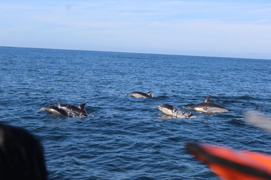From Faro: Wildlife and Dolphin-Watching Speedboat Tour - Dolphin-Watching at Sea: What You’ll Do When Dolphins Appear