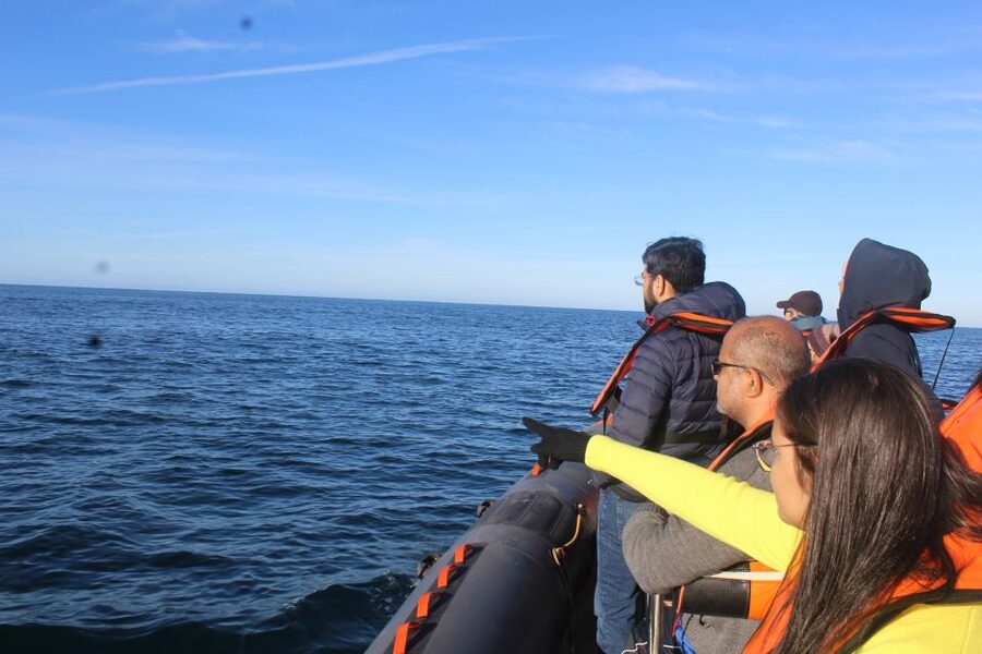 From Faro: Wildlife and Dolphin-Watching Speedboat Tour - Beyond Dolphins: Birds, Turtles, and Small Sharks