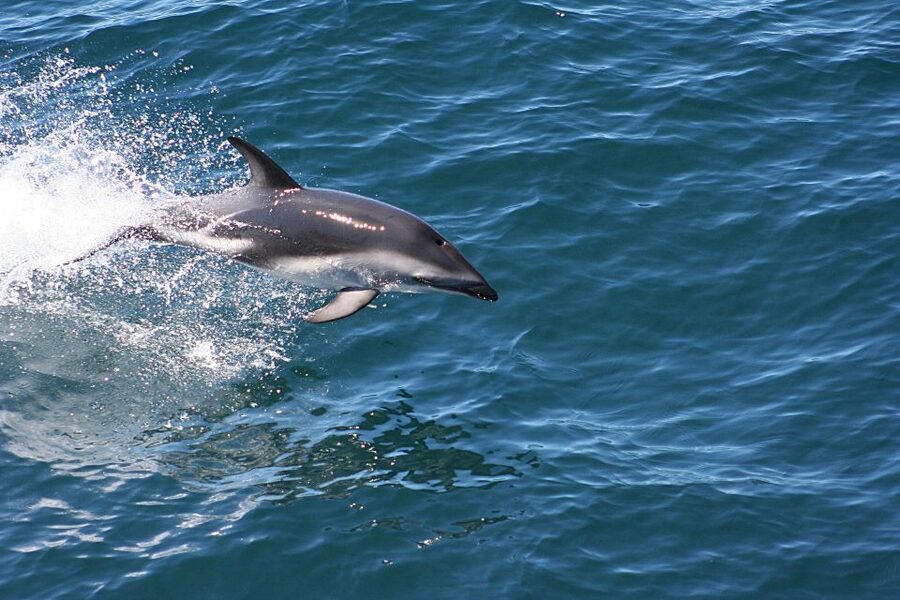 From Faro: Wildlife and Dolphin-Watching Speedboat Tour - The “Two-Stage” Return Through Changing Tides