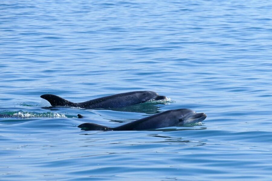 From Faro: Wildlife and Dolphin-Watching Speedboat Tour - Price and Value: Is $58 a Fair Deal?