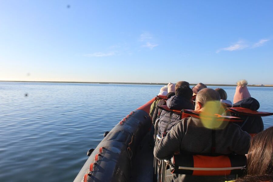 From Faro: Wildlife and Dolphin-Watching Speedboat Tour - Getting There: Rua da Porta Nova and the Green-Shirt Guide