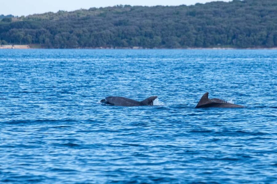 From Fazana: Dolphin watching and snorkeling in Blue Cave - Weather, cave rules, and comfort: the small issues that decide whether you enjoy it