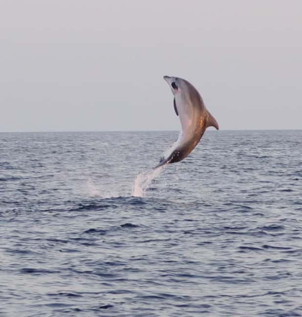 From Fazana: Dolphin watching and snorkeling in Blue Cave - Stop 1: Seagull’s Rocks Beach for photos and real snorkeling time
