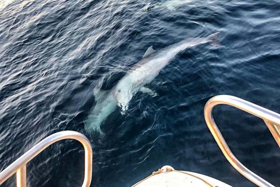 From Fazana: Private sunset dolphin tour - The 90-Minute Game Plan: Search, Spot, Watch, Return