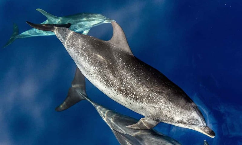 From Funchal: Ecological Catamaran Dolphin Whale Watching - Key things to know before you sail