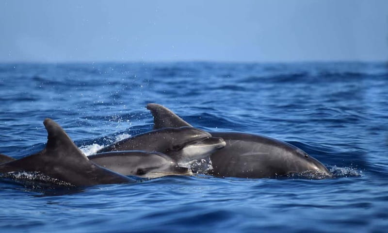 From Funchal: Ecological Catamaran Dolphin Whale Watching - What to pack so you’re comfortable (and not miserable)